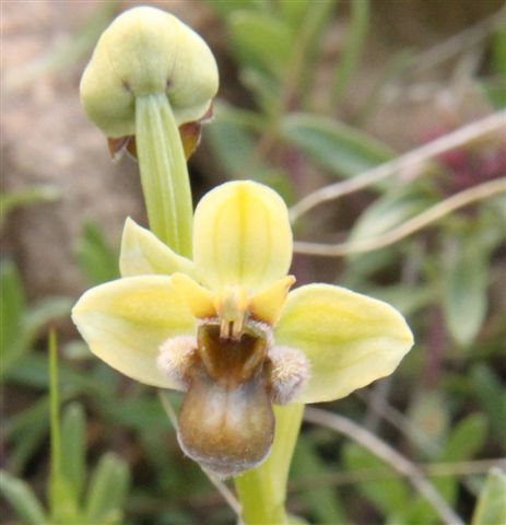 Orchidee a Matera e dintorni